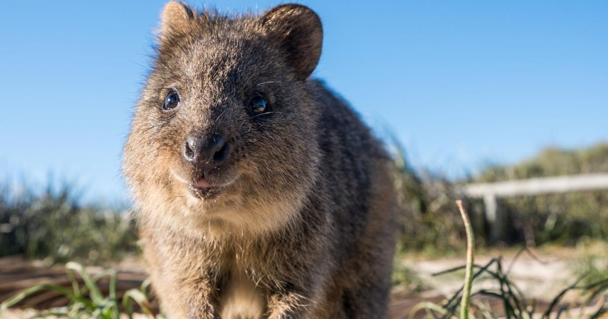 Animăluț quokka, originar pe Insula Rottnest din Australia