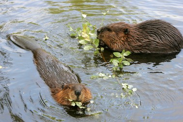 beaver, bever (c) PPE/Buys Credit: PPE/face to face - No Rights for Netherlands -