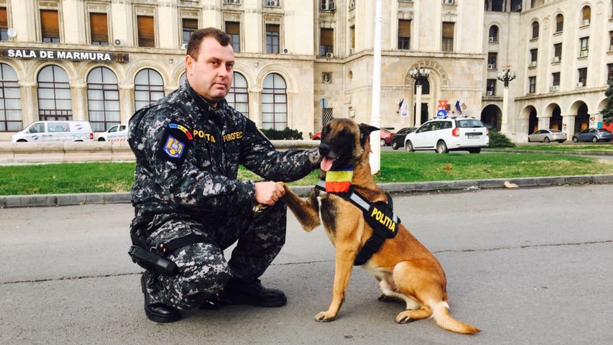 Câinele-polițist Sey, arma secretă a pirotehniștilor. Patrupedul va căuta materiale explozibile în tot convoiul militar care va defila pe sub Arcul de Triumf