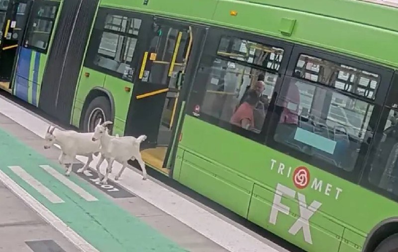 Două capre au urcat într-un autobuz, au fost izgonite de pasageri și s-au îndreptat spre un mall din apropiere, în Oregon