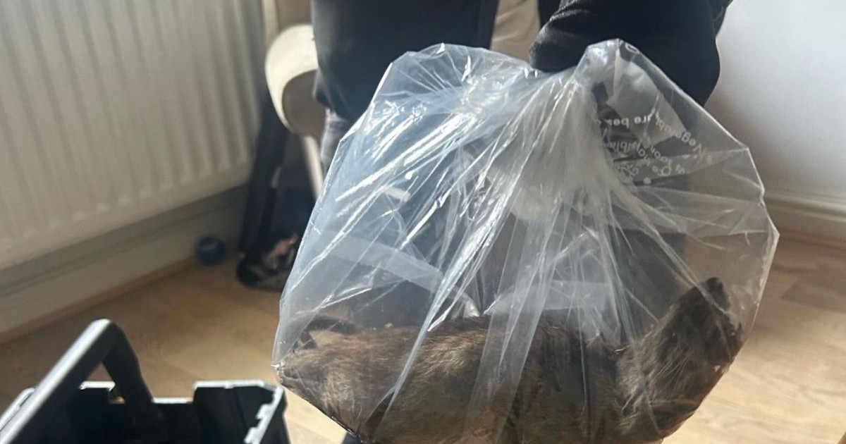 Un șobolan uriaș este capturat într-o pungă de plastic de o persoană care poartă mănuși, iulie 2025