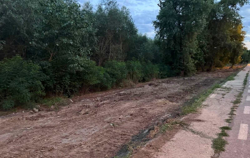 1.000 de arbori vor fi tăiaţi pentru modernizarea de 45 de milioane de euro a falezei Dunării din Galați