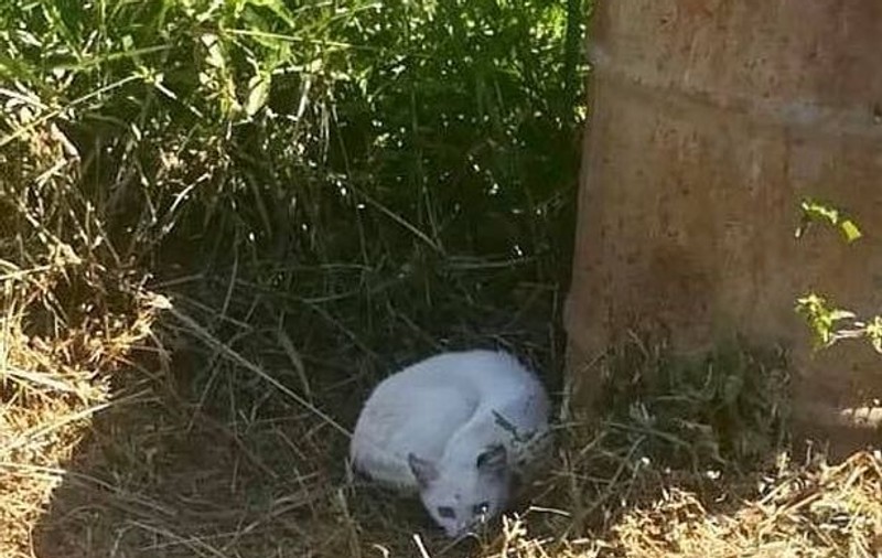 O femeie și-a auzit pisica țipând. Când a văzut ce i se întâmplă, a înlemnit
