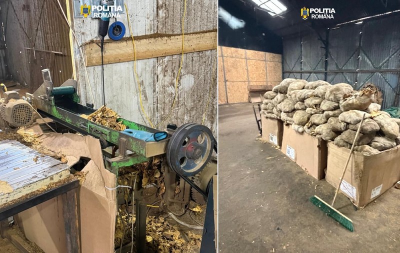 Fabrică ilegală de tutun, „măturată” de percheziții la Urziceni: au fost confiscate peste 1.200 de kilograme și o linie completă de producție