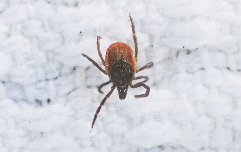 Un virus transmis de căpușe, descoperit în China, se răspândește în Europa