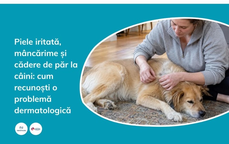 piele iritata, mancarime si cadere de par la caini