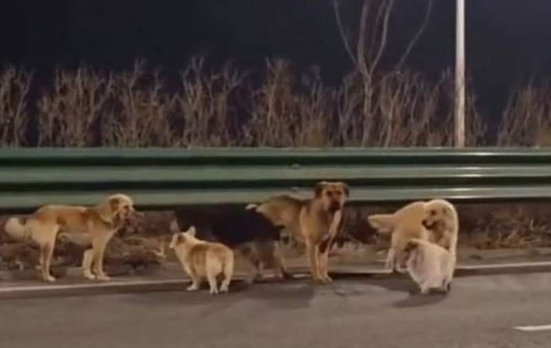 Șapte câini „prieteni din cartier” au mers pe jos 17 kilometri și s-au întors singuri acasă după ce au fost furați