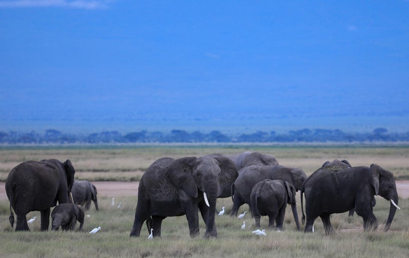 Namibia a scos la vânzare 170 de elefanți. Câți a vândut la licitație