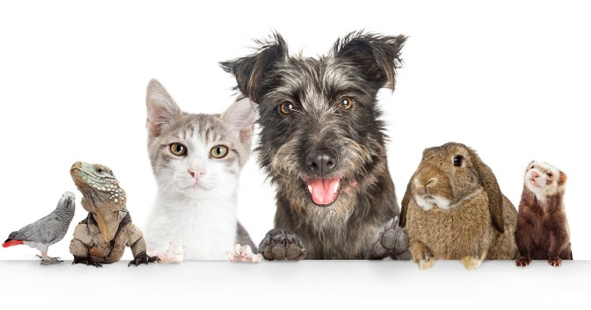 Animale de companie