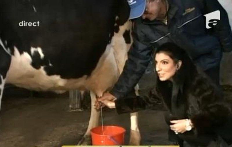 Foto | Andreea Tonciu şi Emmy, specialiste în mulsul vacii