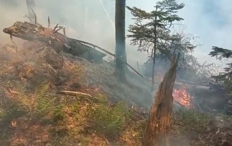 Incendiu de vegetație în zona Piatra Arsă, în pădurea dintre Sinaia și Bușteni. Turiștii l-au semnalat la 112