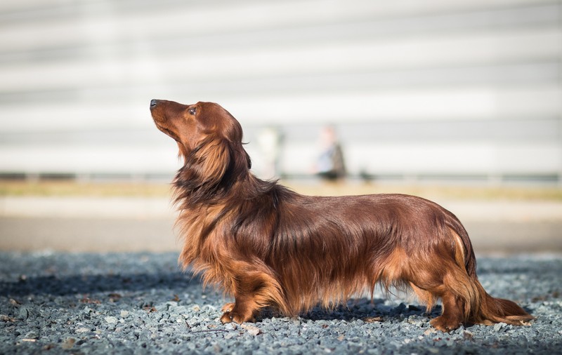 Rasa Dachshund - personalitatea celui mai cunoscut câine de vânătoare