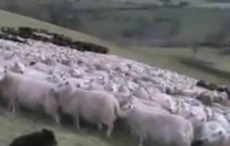 PETA critică reclama cu oiţele "luminoase" 