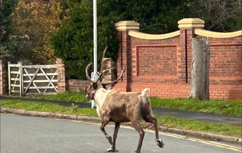 Ren evadat de la un parc tematic de Crăciun, capturat după o operațiune de căutare masivă, în Marea Britanie