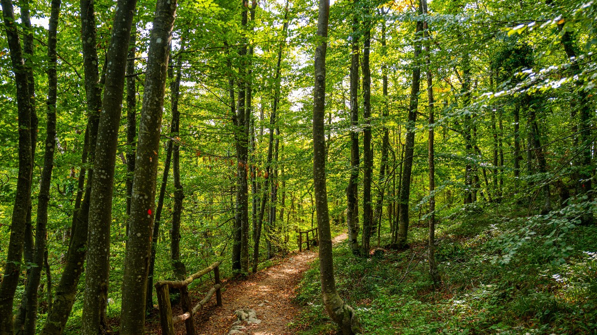 Un caradac îngust de pământ și pietriș șerpuiește printr-o pădure desă cu copaci înalți și frunziș verde aprins. O balustradă rustică din lemn mărginește poteca pe marginea stângă, oferind un traseu natural și umbrit pentru drumeții.