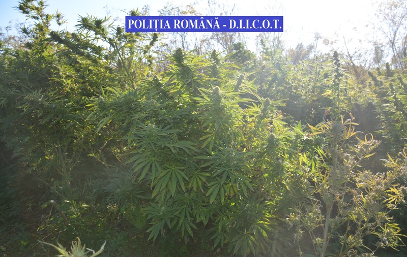 Trei traficanți de droguri din Timiș au fost arestați preventiv. Cultura lor uriașă de cannabis, filmată din dronă | VIDEO