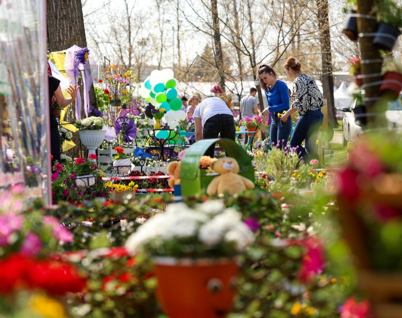Începe Simfonia Lalelelor 2026 la Pitești: primele imagini cu florile spectaculoase de la cea de-a 49-a ediție