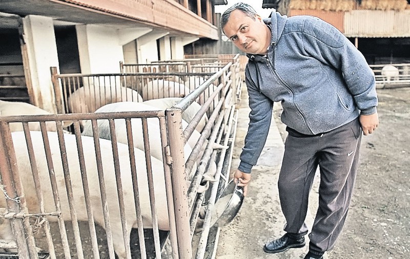 O nouă subvenție de 86 de milioane de euro va salva fermele de porci, dar: ”Carnea nu se va ieftini!”