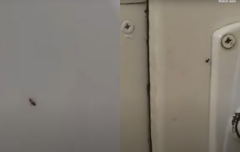 Șefa spitalului din Sebeș a spus că gândacii filmați de un pacient erau, de fapt, unul singur, care nici măcar nu era adult, ci doar „un pui de gândac”