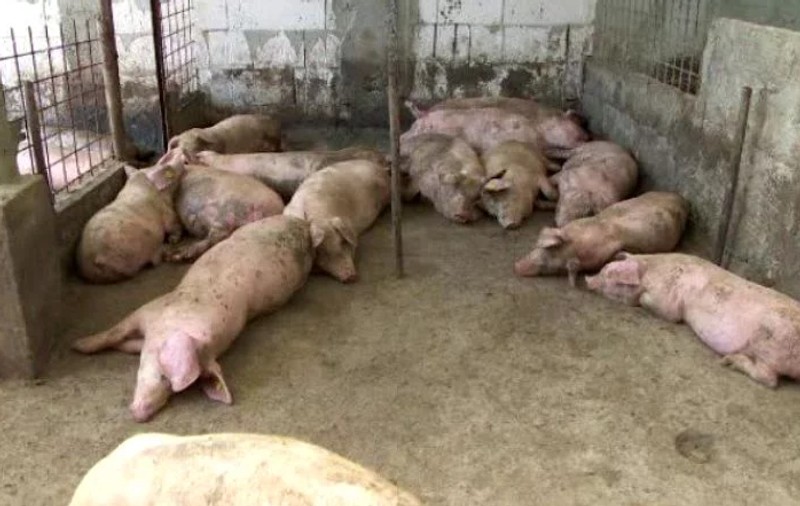 Pesta porcină africană se extinde. Numărul focarelor este în creștere