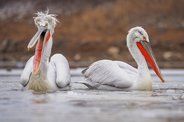 Specii de păsări din România - Pelecanus crispus