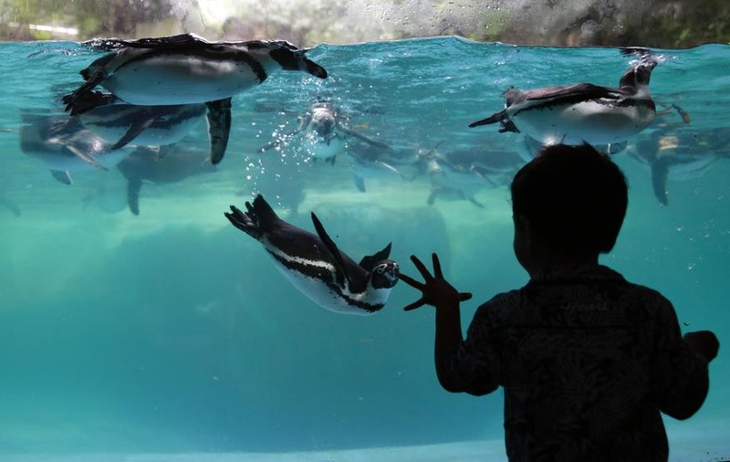 Pinguinii de la un acvariu din Japonia primesc pește mai ieftin din cauza inflației și nu sunt deloc mulțumiți de asta
