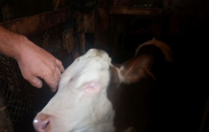 O vacă s-a născut în județul Neamț fără ochi și fără coadă. Care este explicația |FOTO