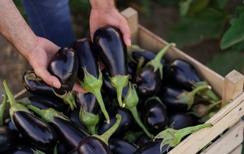 Un bărbat verifică și alege vinete mari, lucioase și închise la culoare dintr-o ladă plină de legume proaspăt culese.