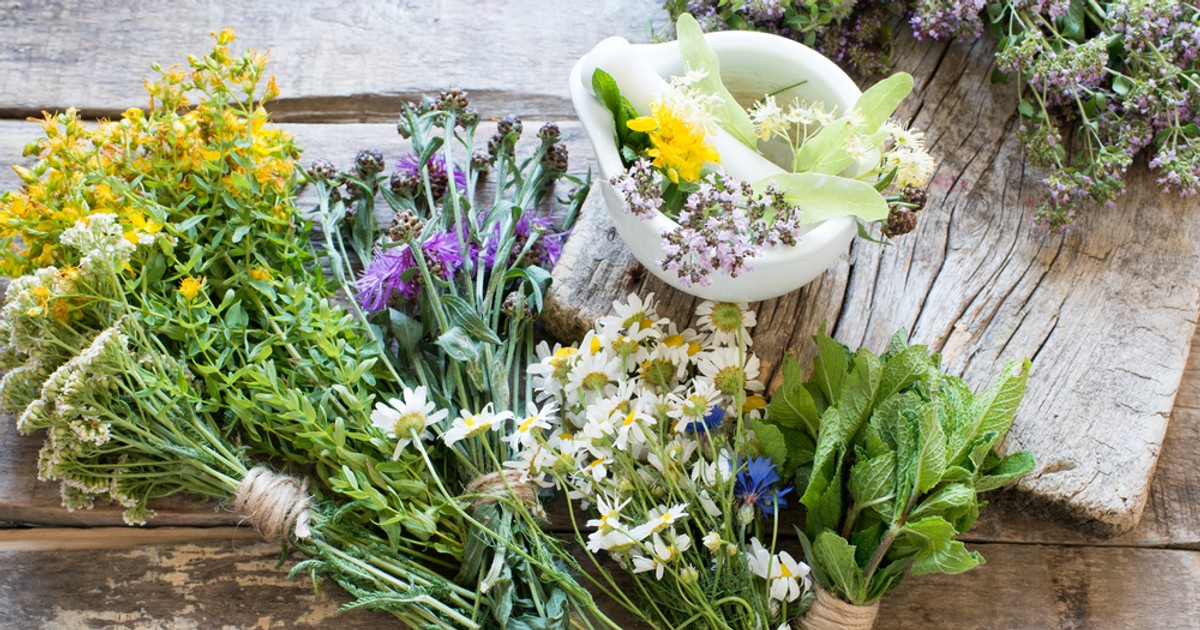 Plante medicinale - top 50 de plante care cresc în România