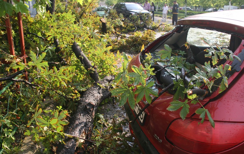 FURTUNĂ în CAPITALĂ! DOI COPACI au AVARIAT 8 MAŞINI!