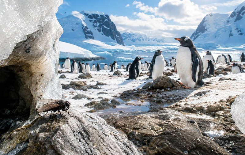 O muscă din Arctica a ajuns în Antarctica și s-a instalat lângă pinguini. Oamenii de știință încearcă să o oprească