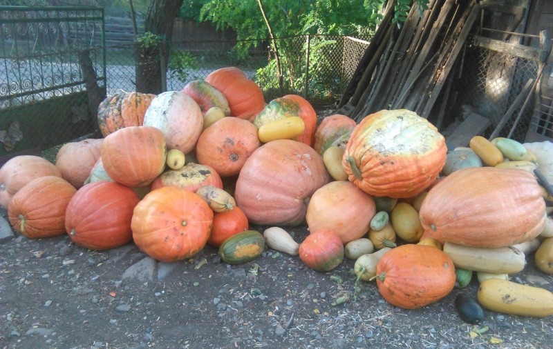 Un tânăr din Bistrița cultivă dovleci de 60 de kilograme