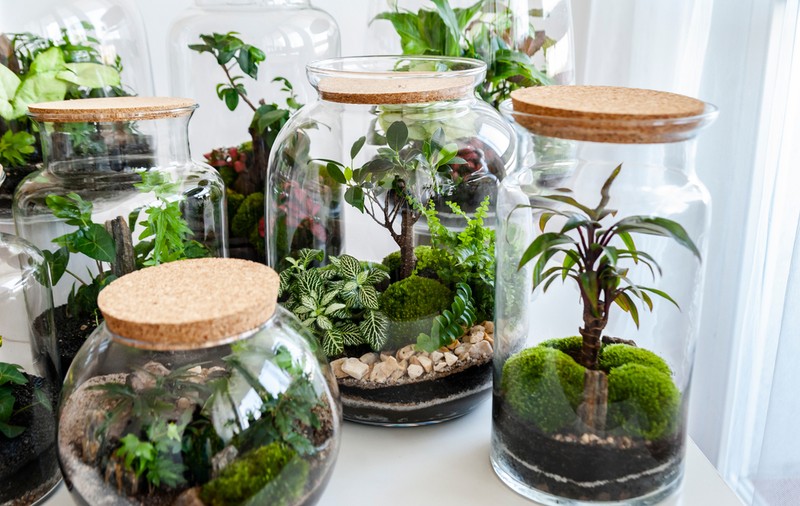 Ce plante poți crește în sticle și terarii