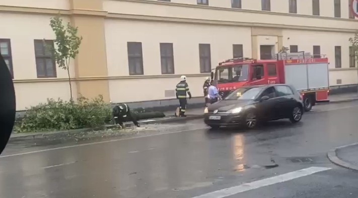 Copac căzut pe trotuar, în centrul orașului Satu Mare. Foto: presasm,.ro