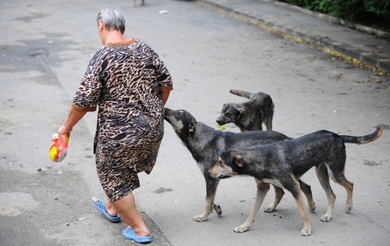 O primărie din România cumpără maidanezi!