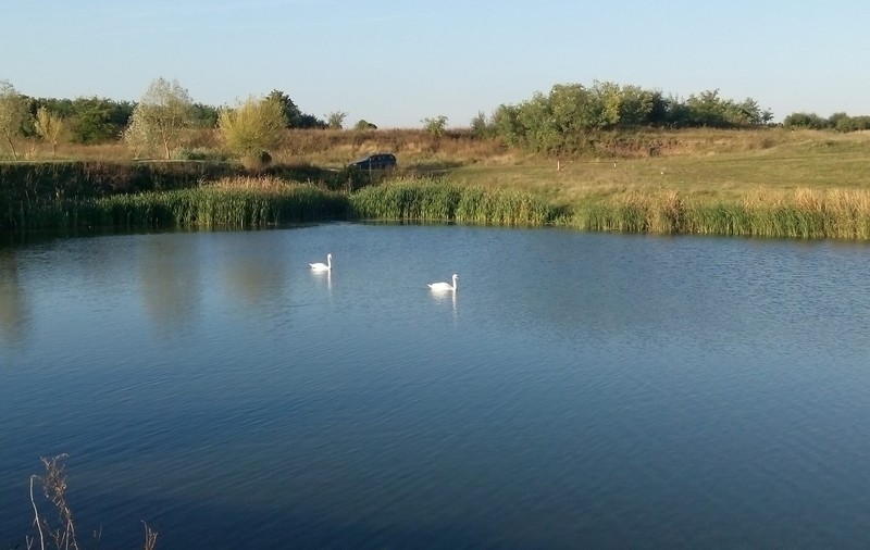 Ești pescar înrăit sau vrei să îți deschizi o fermă piscicolă? Iată cât costă un lac lângă București