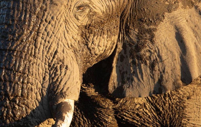 Legenda elefanților-fantomă din Angola: descoperirea incredibilă a unui explorator, după zeci de ani de mister