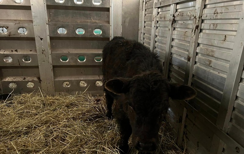 Stevie, inimă de leu. Un vițel care a fugit înainte să ajungă la abator, pe străzile din New York, a fost salvat de un sanctuar pentru animale