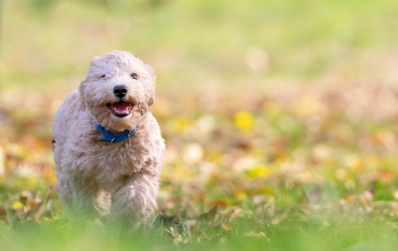 Pericolele din iarbă care pot face rău animalelor de companie: insecte, substanțe toxice și alergii. Veterinar: „Netratate corespunzător, pot conduce la deces”