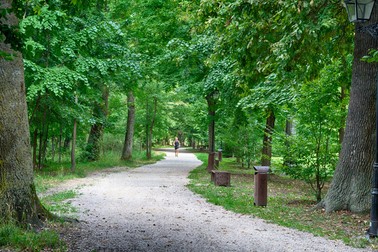 Păduri lângă București - Chitila - Mogoșoaia
