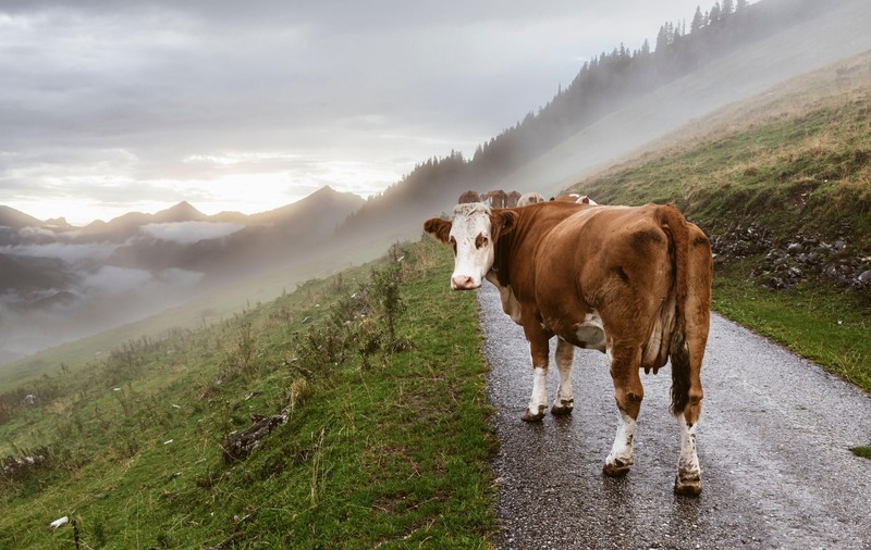 27 de vaci au murit pe loc după ce au fost lovite de fulger, pe o pășune din Galicia