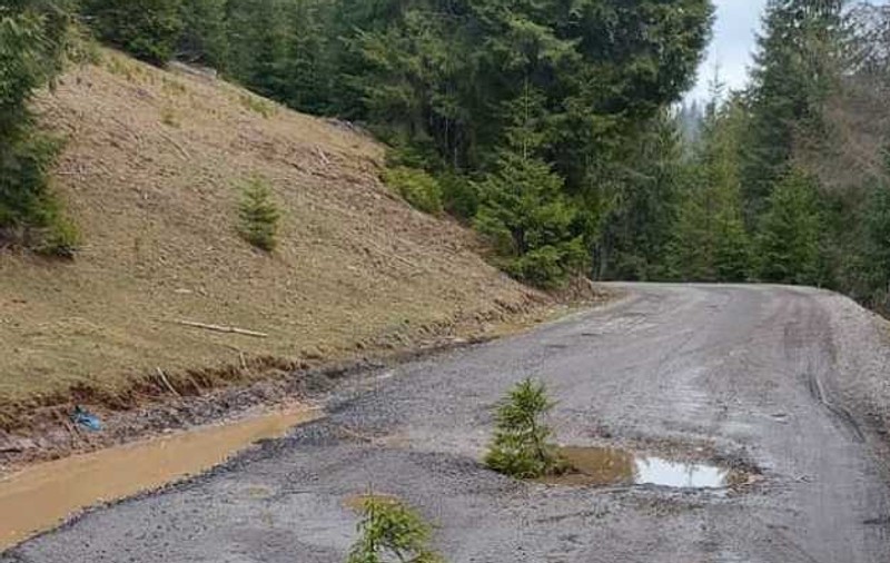 Gropile dintr-un drum reabilitat în toamnă, acoperite de localnici cu puieți de brazi. „Am făcut plantație”
