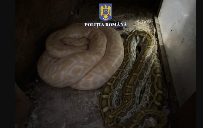 Șerpărie în casa unui bărbat din Olt: acesta creștea șerpi la domiciliu, pe care îi hrănea cu animale vii