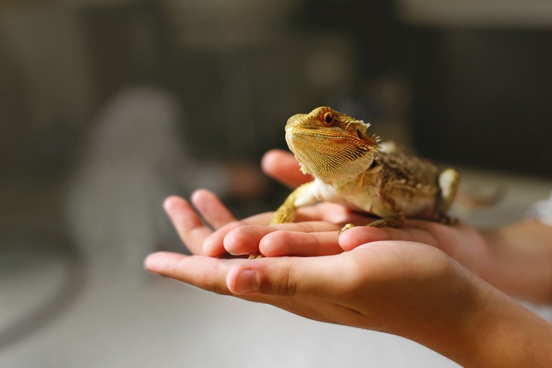 Șopârlele Gecko