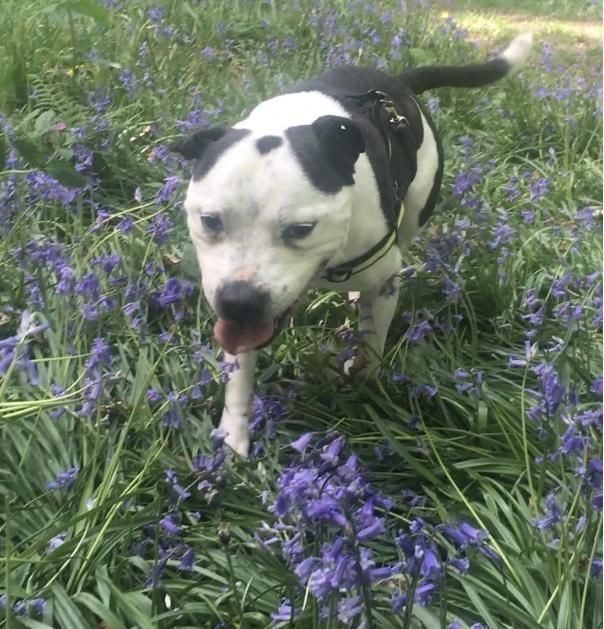 Rocco, bull terrier-ul de 7 ani care învață limbajul semnelor | Sursa foto: rspca-llysnini.org.uk