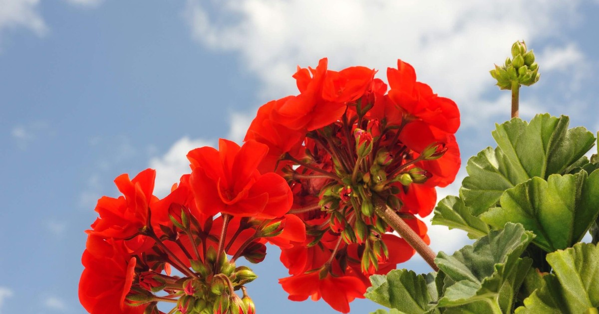 Muscate plantare si ingrijire