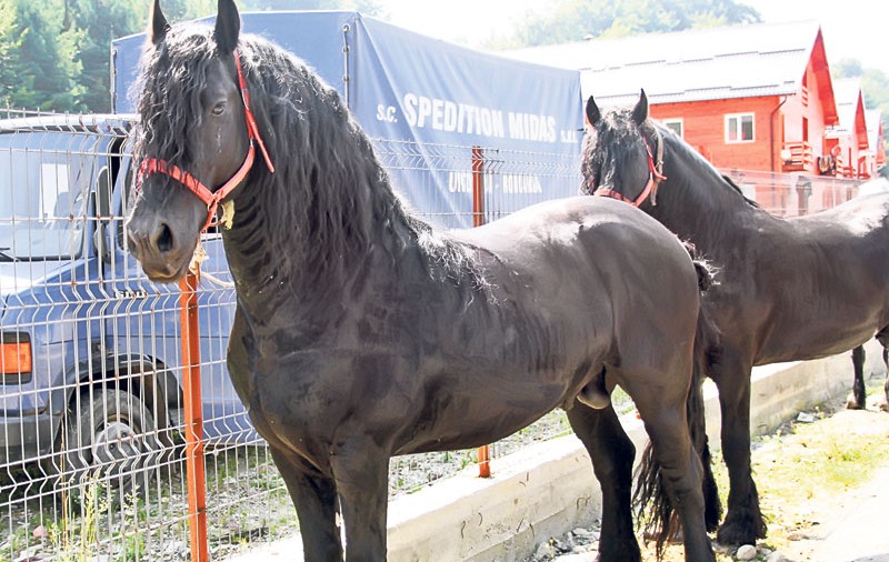 A dat 30.000 € pe doi cai!