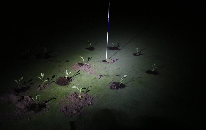 Activiștii pentru climă au umplut cu ciment găurile și au plantat răsaduri pe terenurile de golf din Spania