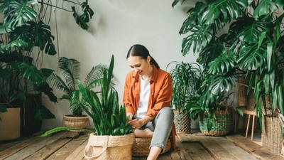 plante-nepretentioase