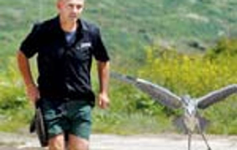  A invatat o pasare sa zboare!